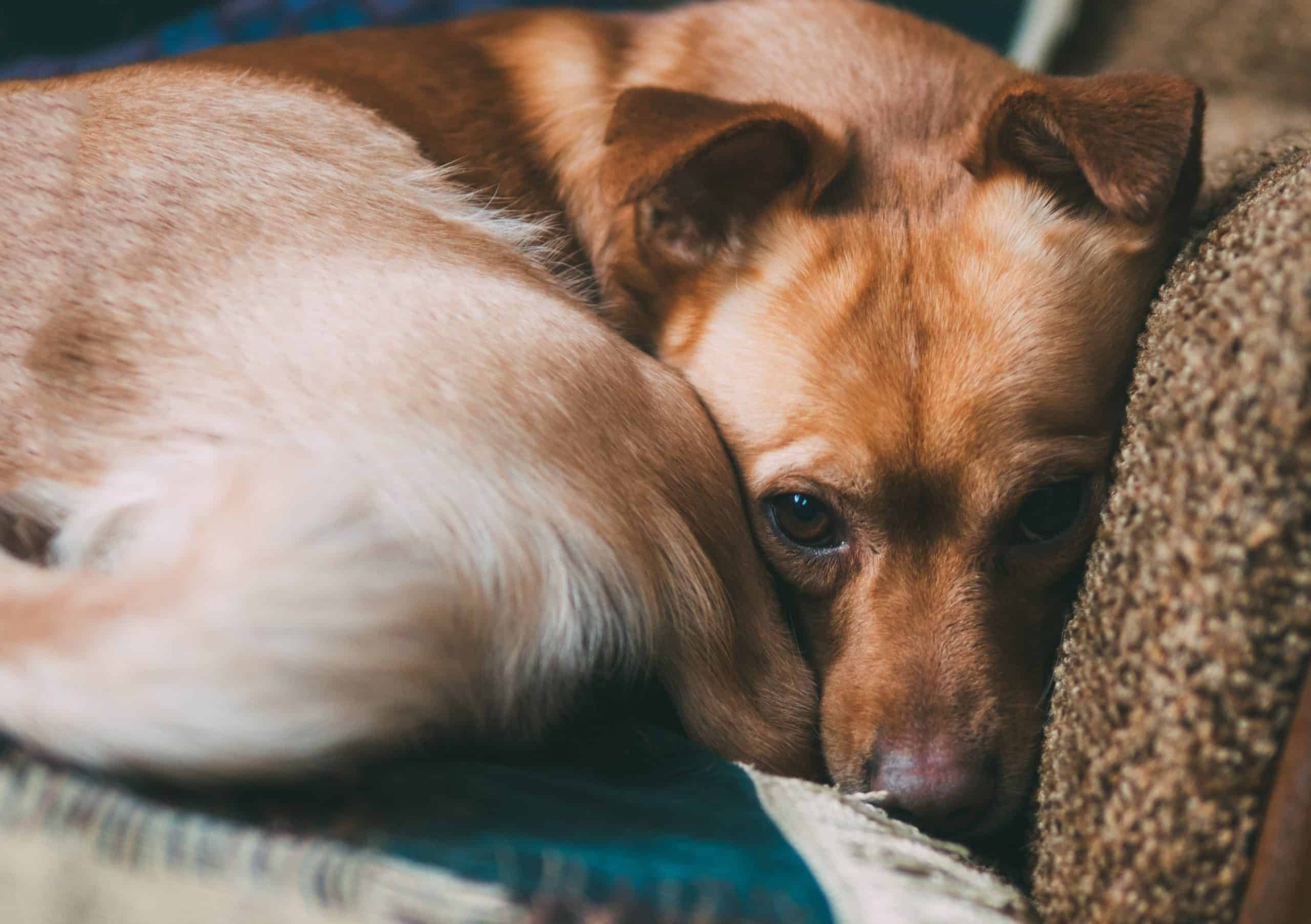 Anxiety in dogs Watch for nonstop barking, chewing, yawning