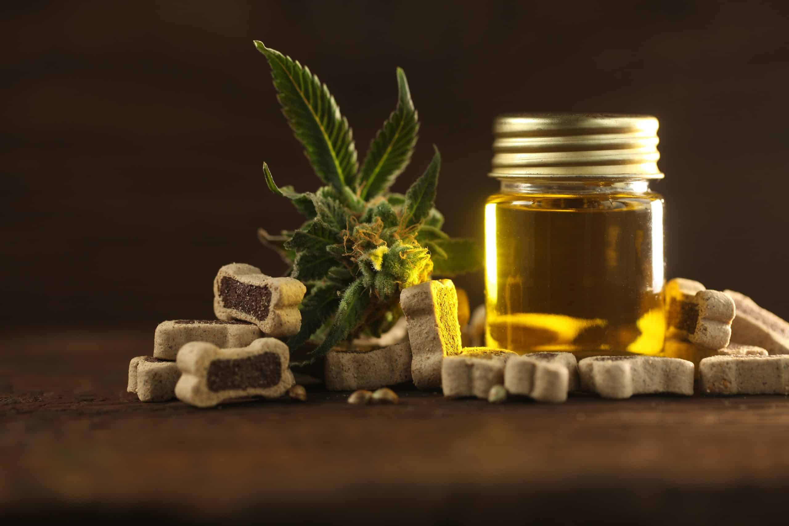 Photo illustration of CBD dog treats. CBD benefits for dogs include reducing anxiety and back pain, promoting gastrointestinal health, reducing cancer risk, and managing seizures.