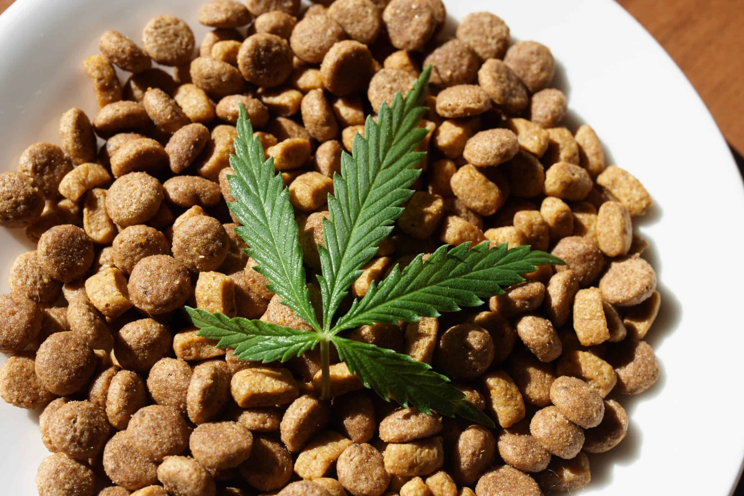 CBD dog food. CBD can help with your dog's gastrointestinal issues because it can bind itself to the receptors found in the intestines to ease any cramping and regulate bowel movements again.