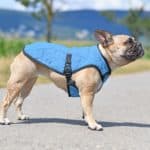 Pug models cooling vest. Health products for dogs like cooling vests help keep dogs cool on hot days.
