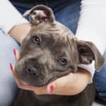 Woman holds pitbull puppy's head. Since the dogs can be territorial, use designated food and water bowls to feed your pitbull and incorporate obedience training in mealtimes.