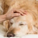 Owner comforts sick golden retriever. Gastric ulcers in dogs are caused by infections or diseases.