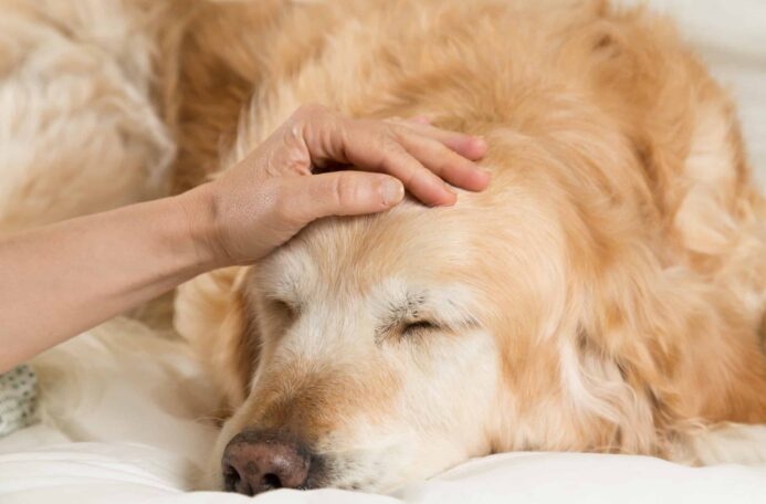 Owner comforts sick golden retriever. Gastric ulcers in dogs are caused by infections or diseases.