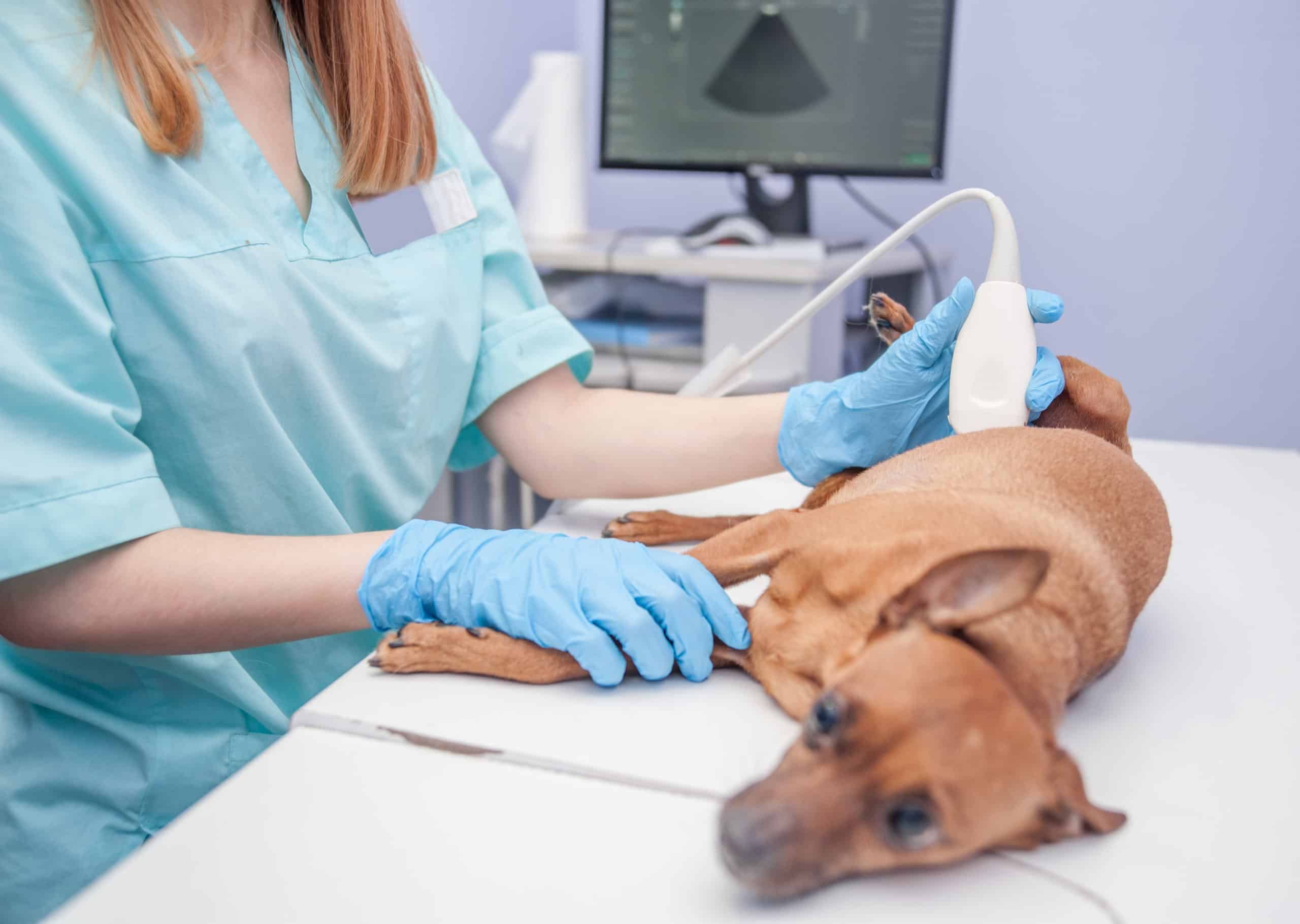 Sick dog gets an ultrasound at the vet's office.