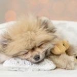 Sick Pomeranian snuggles under blanket with a Teddy bear. Infectious canine hepatitis is found in dogs, wolves, or foxes. Without vaccination it is contagious and poses a serious threat to puppies.