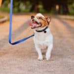 Jack Russell terrier walks with owner. When you introduce dog to strangers, be sure to control the situation, reward good behavior, and keep interactions short.