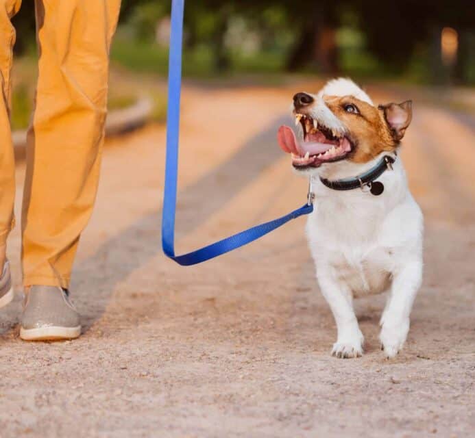 Jack Russell terrier walks with owner. When you introduce dog to strangers, control the situation.