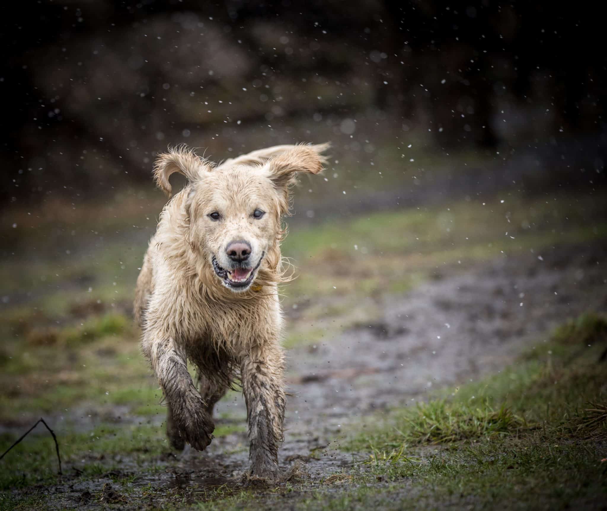 Leptospirosis in dogs: Best protection is vaccine for dogs