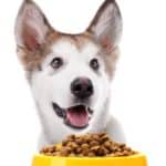 Happy husky puppy with a bowl of dry food. Make sure you pay attention to nutrition for pets and give your dog the food he needs to stay happy and healthy.