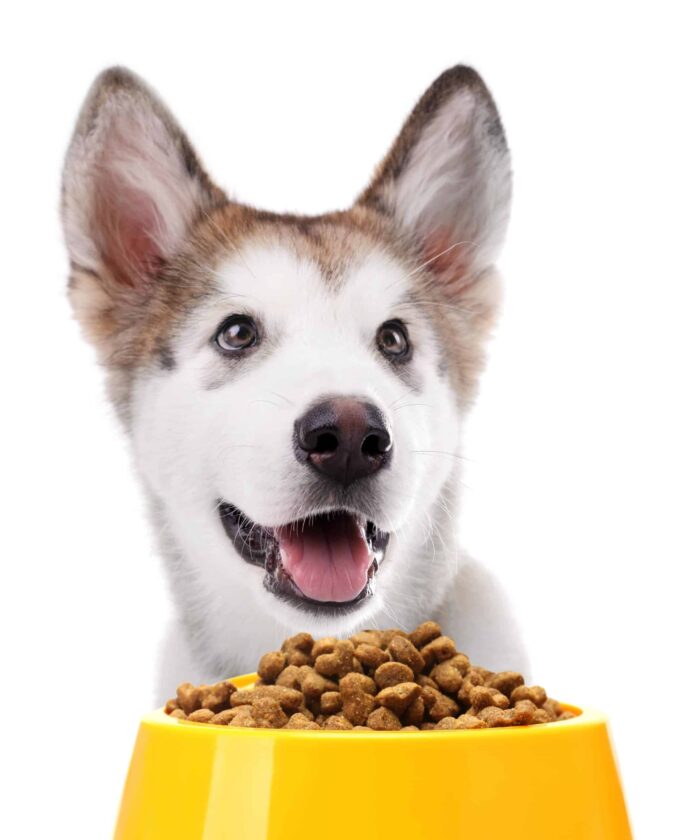 Happy husky puppy with a bowl of dry food. Make sure you pay attention to nutrition for pets and give your dog the food he needs to stay happy and healthy.