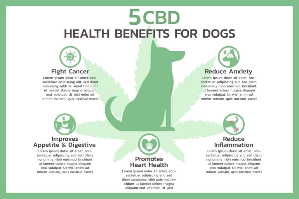 Pet CBD benefits: Boost appetite, reduce pain and anxiety