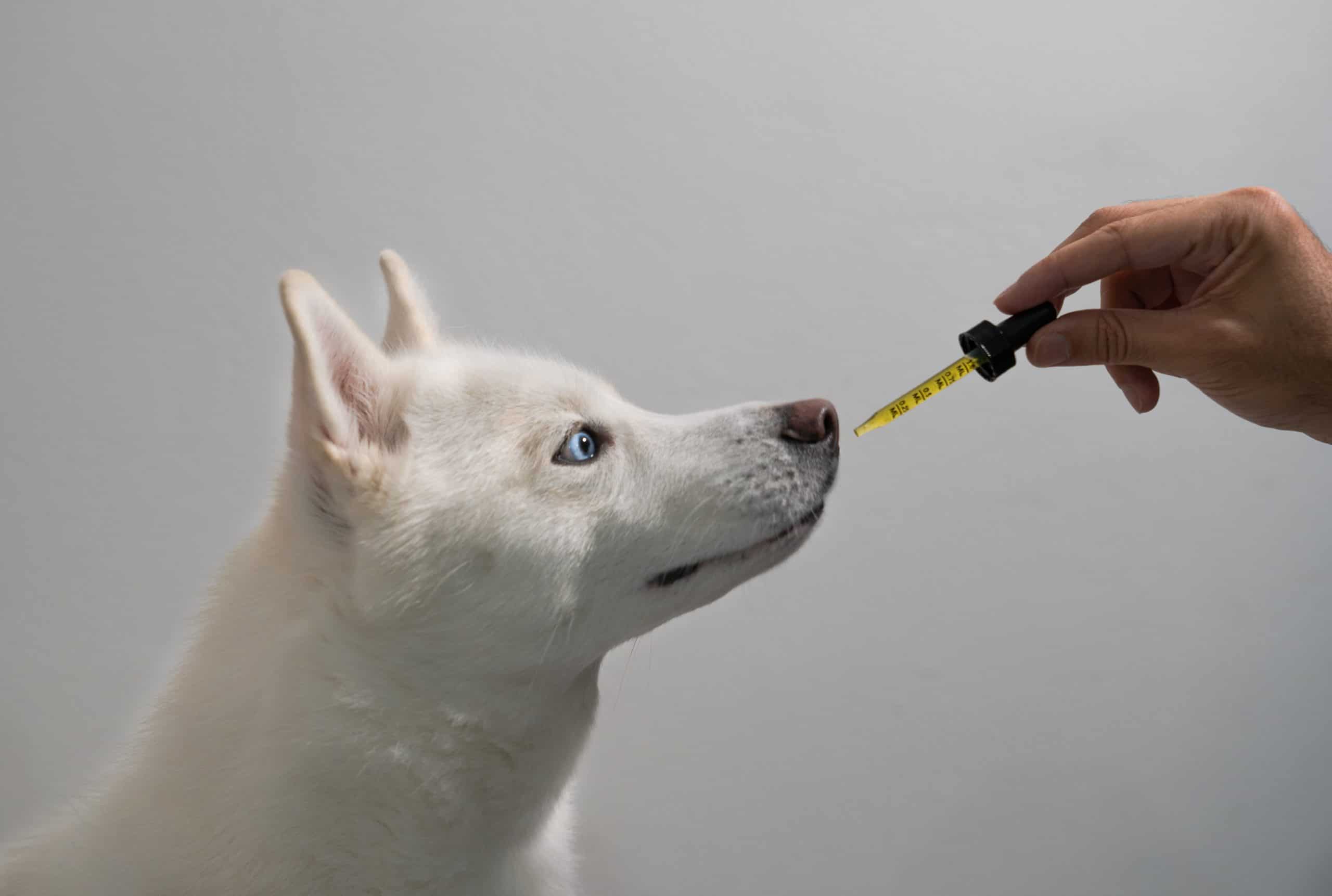 Owner gives white dog CBD oil.
