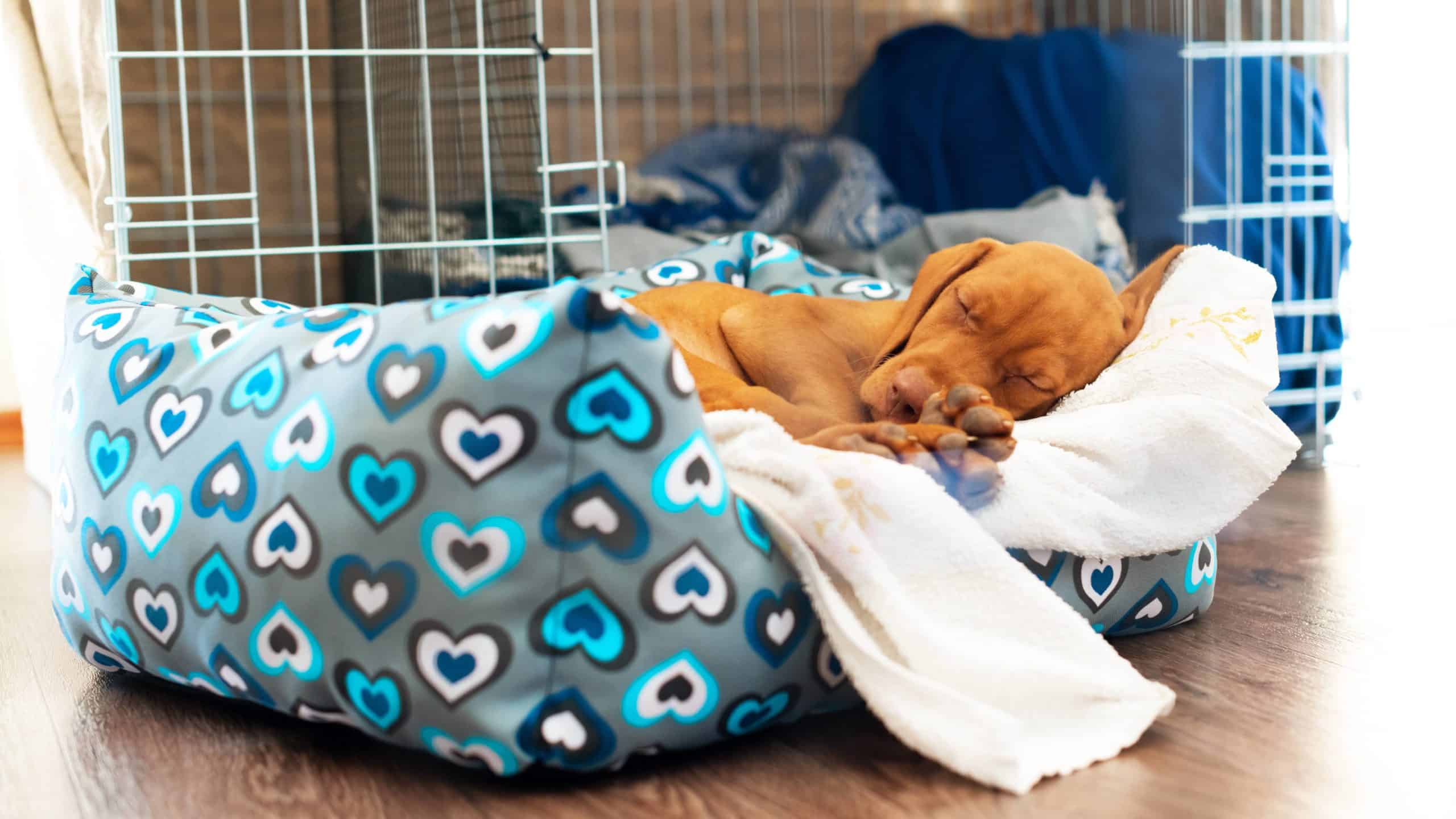 Vizsla puppy sleeps in his dog bed. Follow tips to make your puppy’s first night easier: Create a routine, establish a sleep location, and make a plan if your fur baby whines.