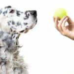 Dalmatian dog looks at a tennis ball in his owner's hand. Buy tennis balls specially made for dogs and supervise play to reduce risks of choking or dental damage, and digestion problems.
