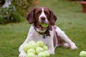 Springer spaniel plays with tennis balls. To reduce risks, don’t leave tennis balls lying around the house where your pooch can get them at any time.