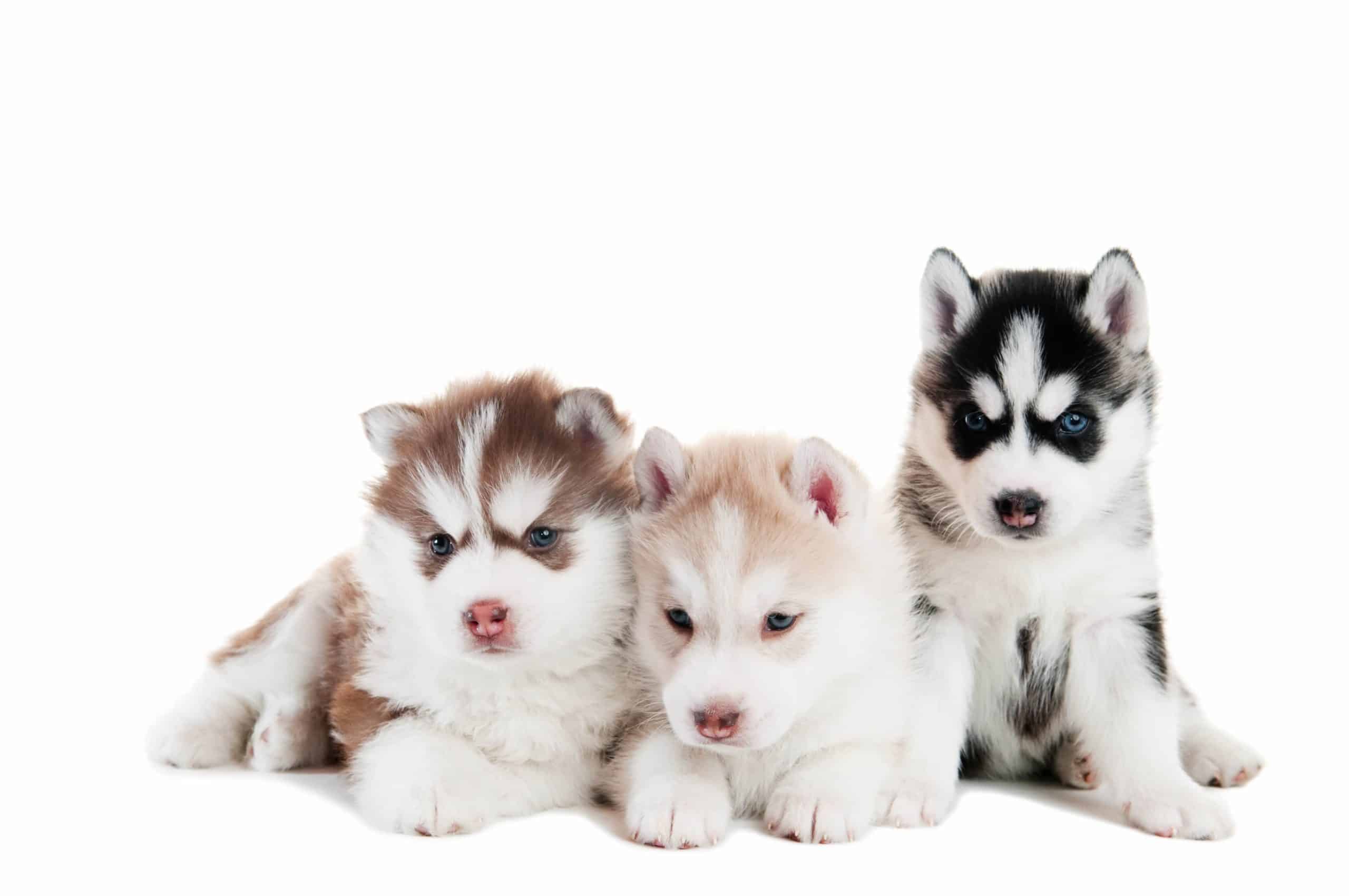 Siberian Husky puppies with different color coats. The Siberian is usually White, Black, Gray, Red, or Agouti. Simultaneously, the Alaskan can come in all these colors but can also be all black or all white.