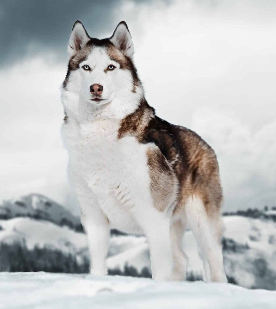 The Siberian Husky is a very domesticated pet nowadays, and it’s among the most popular dog breeds around the world.