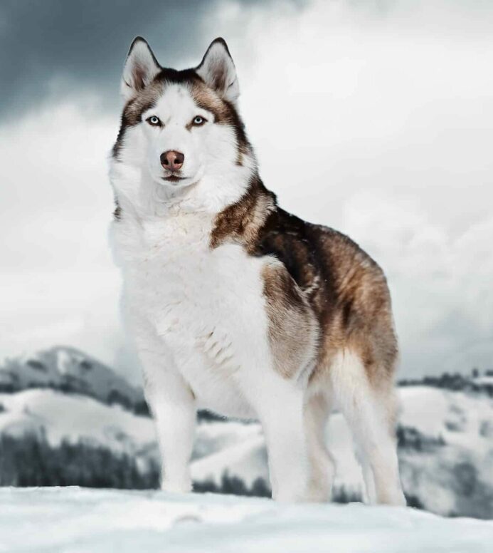 The Siberian Husky is a very domesticated pet.