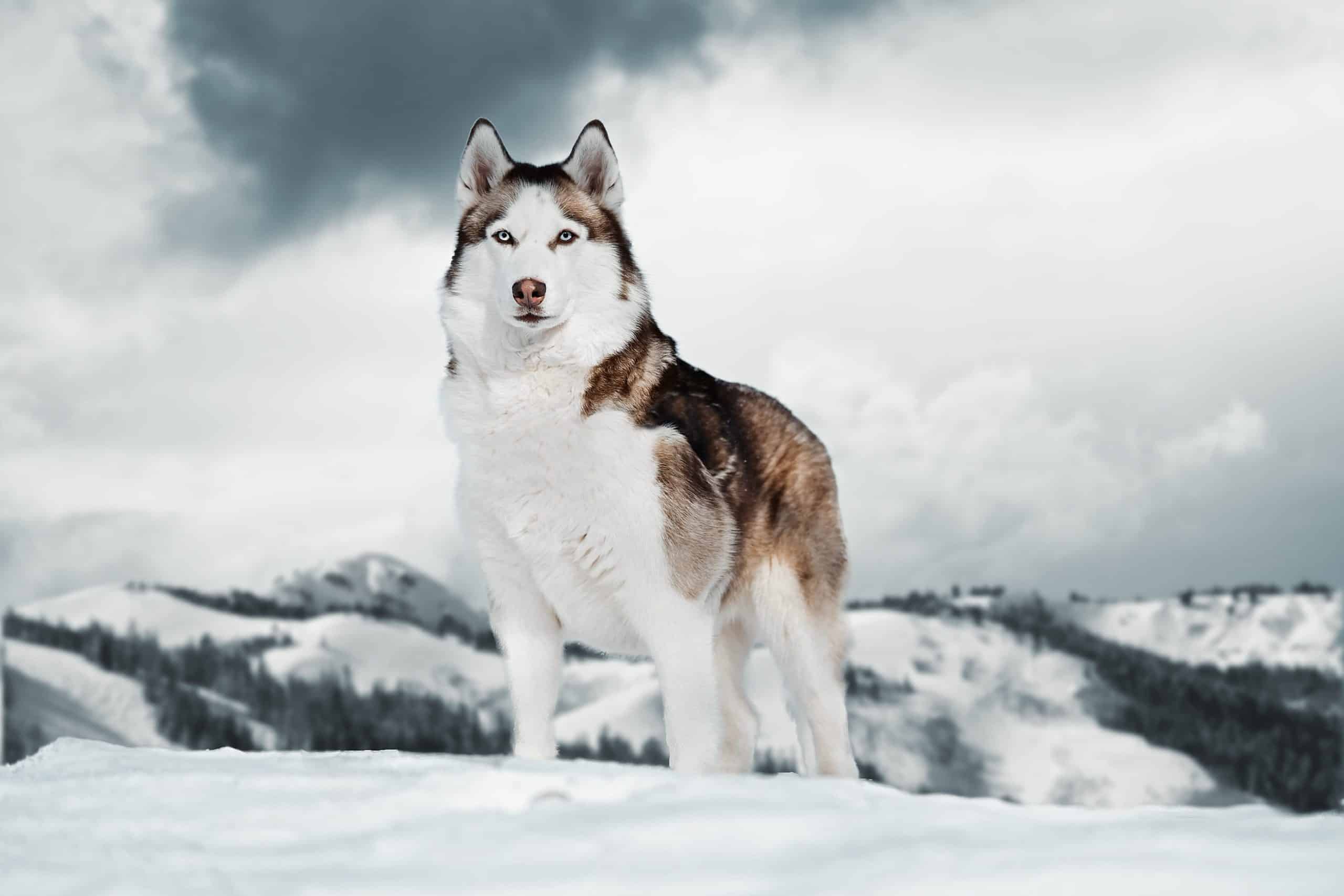 The Siberian Husky is a very domesticated pet nowadays, and it’s among the most popular dog breeds around the world.