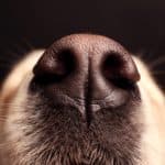 Closeup image of a dog's nose. Properly trained cancer-sniffing dogs can accurately distinguish a cancer sample from a noncancerous sample.