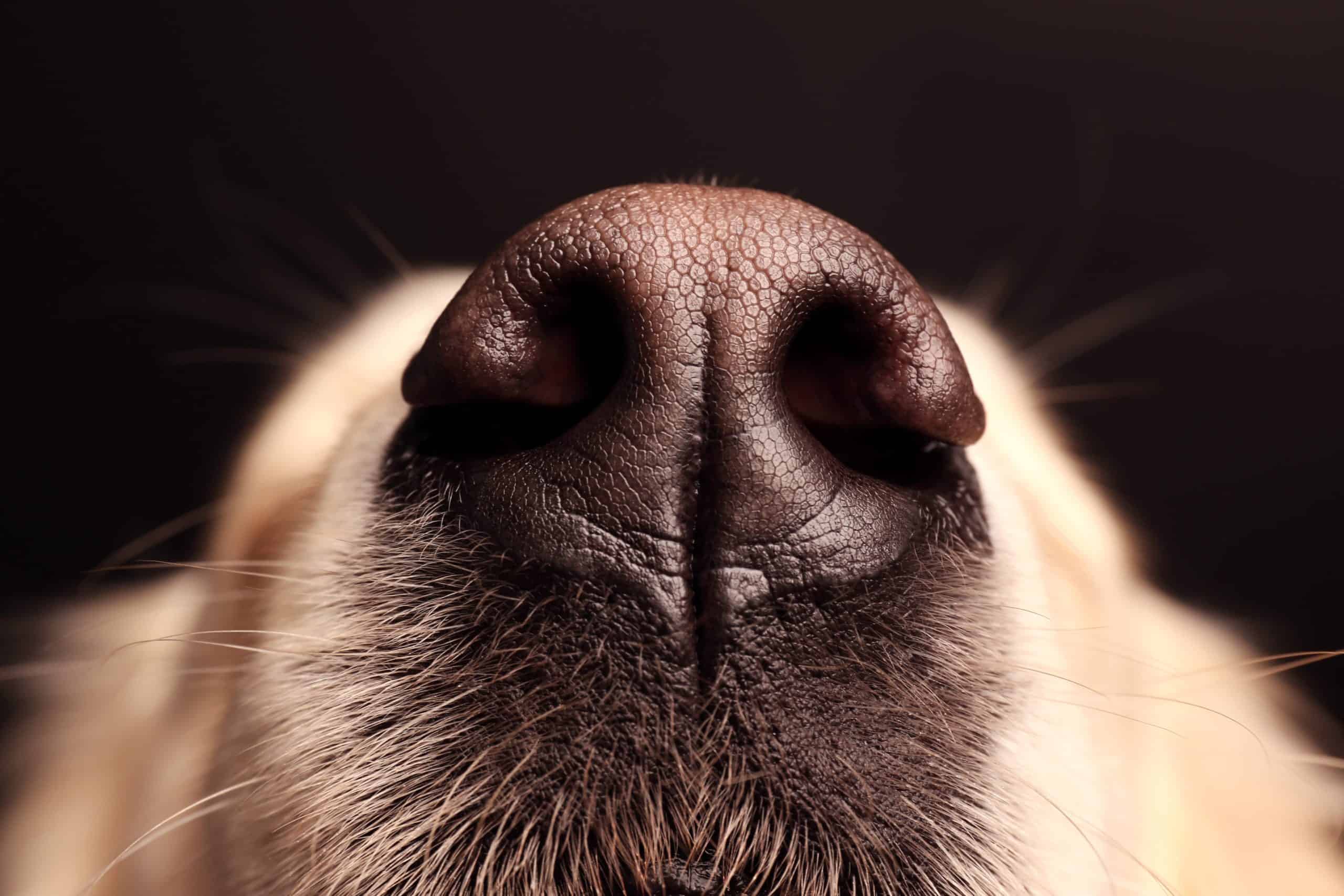 Closeup image of a dog's nose. Properly trained cancer-sniffing dogs can accurately distinguish a cancer sample from a noncancerous sample.