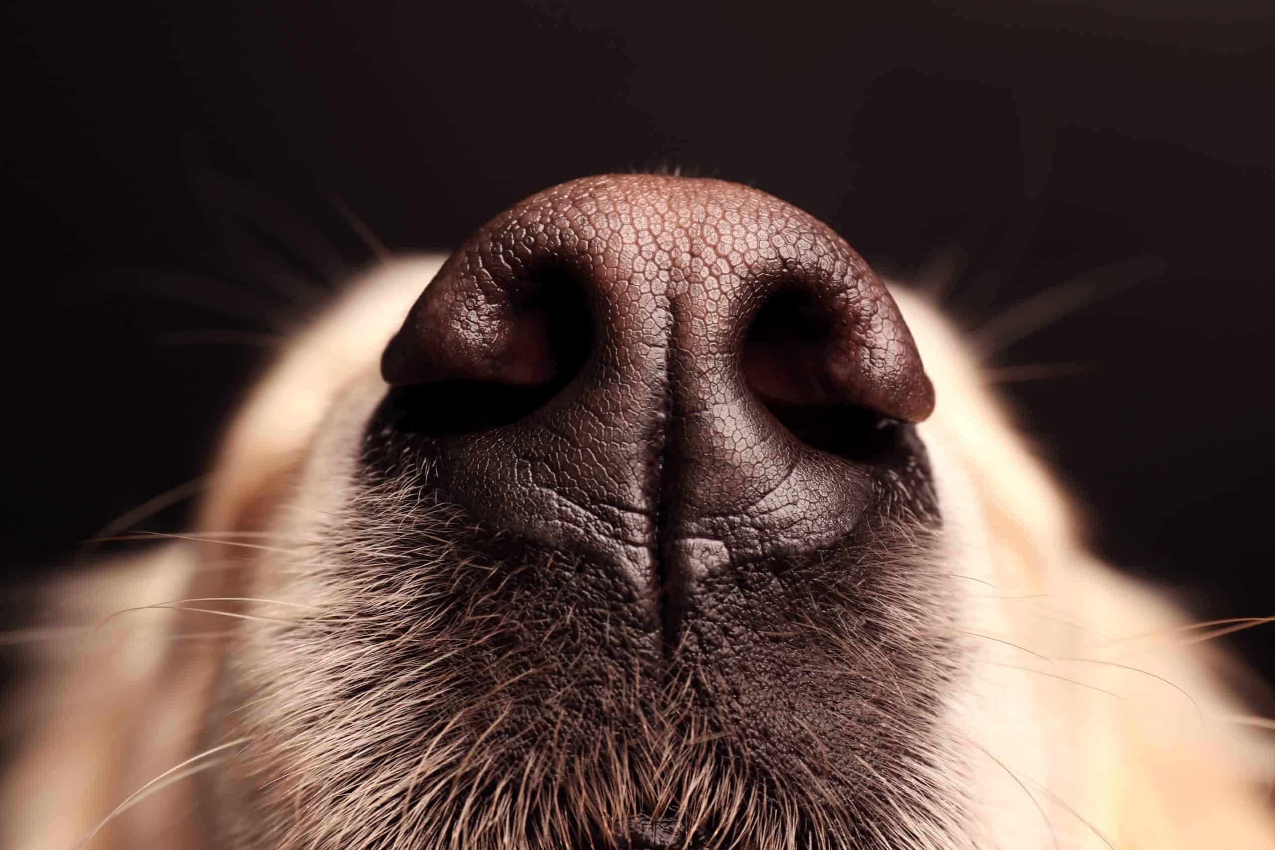 what information do dogs get from sniffing