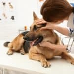 Vet examines German shepherd's eye. Canine epiphora or excessive watering or tear flow is harmless for a few dog breeds but may cause loss of vision in others.