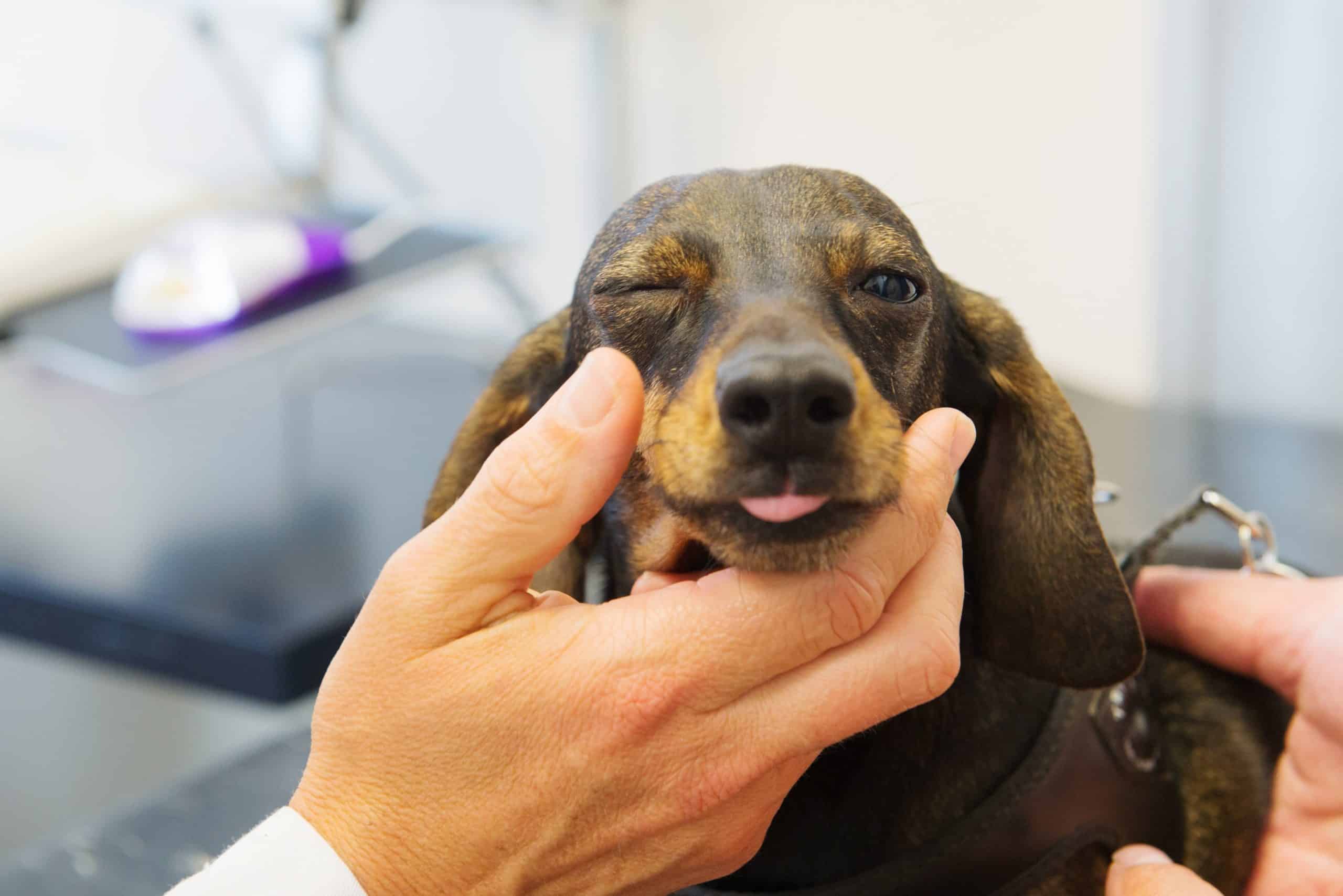 Vet examines Dachshund with a swollen eyelid.