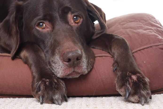 A sad, sick dog rests on a cushion. Photo illustration for pancreatitis post.