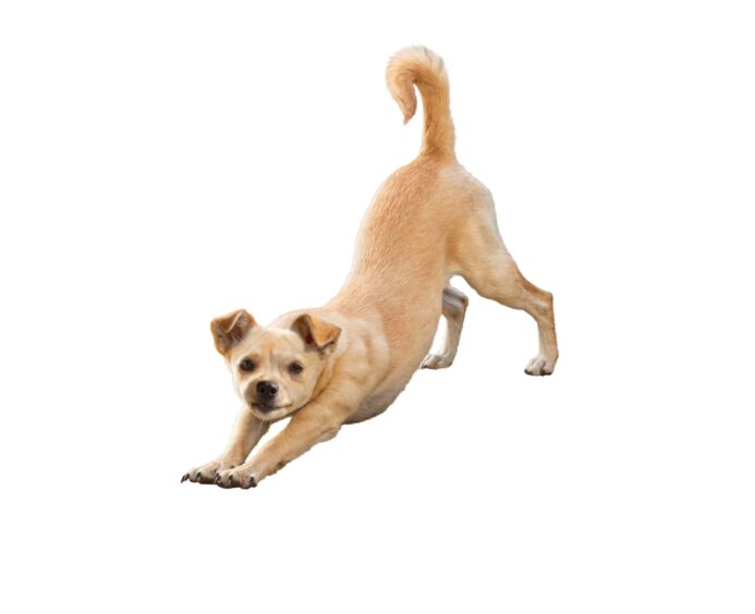 Dog stretches into downward dog stretch. 