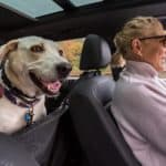 Blond woman drives with Labrador Retriever secured in backseat with protective seat cover. Use car accessories for dogs to keep your pup safe and comfortable whether you're going for a short drive or a road trip.