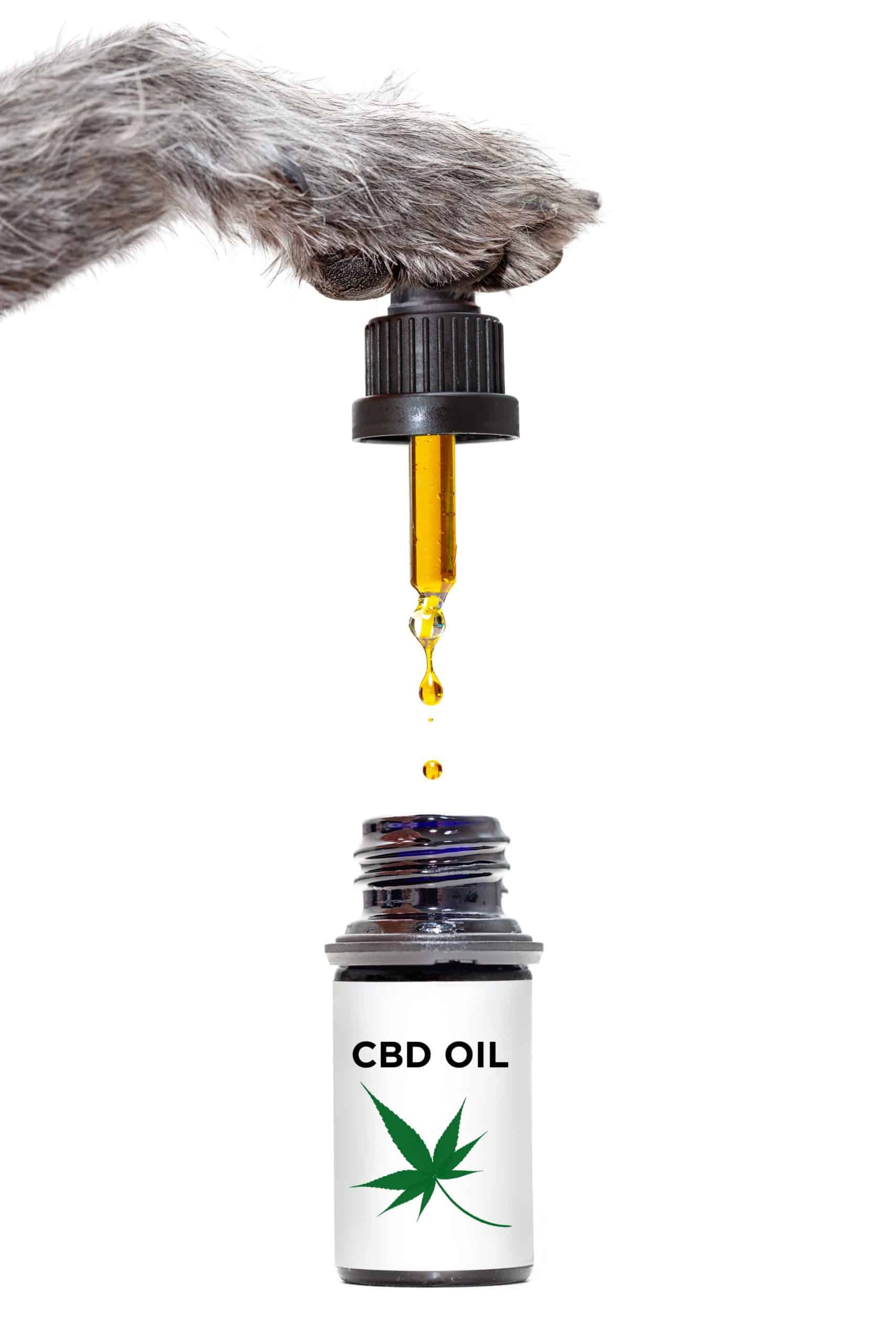 CBD oil for dogs illustration.