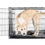 Large dog explores a wire crate. Crate training your dog: Start by choosing the right type and crate size, and determine the right spot for the crate.