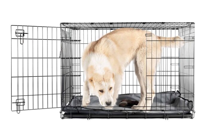 Large dog explores a wire crate. Photo for crate training your dog post.