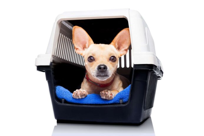 Chihuahua rests in a dog crate.