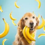 Photo illustration of Golden Retriever with bananas. Feed your dog bananas to improve sleep, digestive health, skin, kidney function, heart health and more. Just remember to throw away the peel.