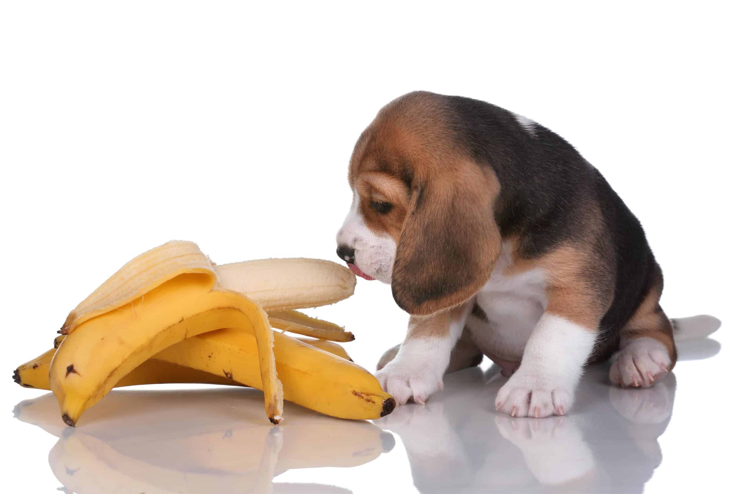 Beagle puppy sniffs banana. When feeding your dog bananas, watch for any signs of an allergic reaction.