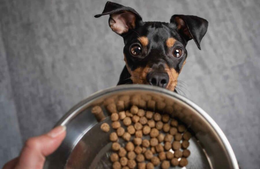 Owner gives miniature pinscher small-bite dog food.