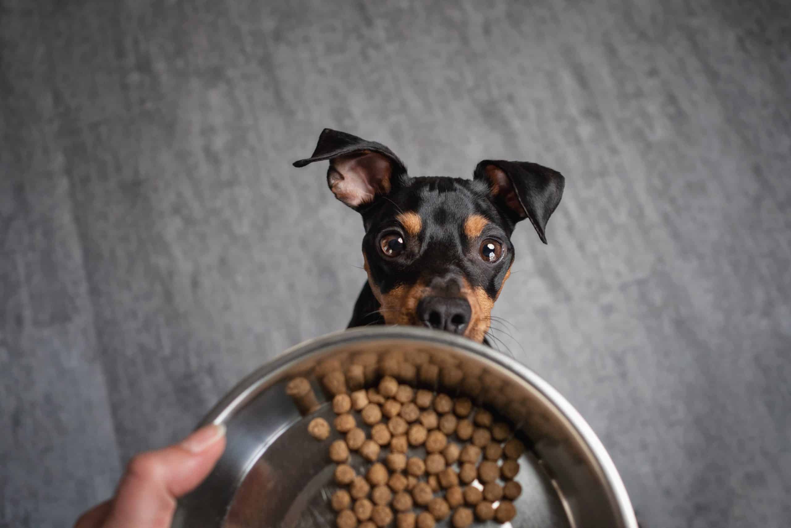 Owner gives miniature pinscher small-bite dog food.