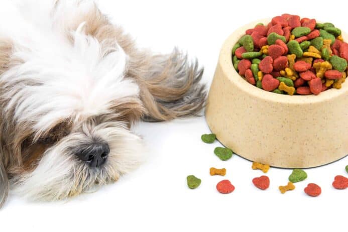 Bored Shih Tzu lies near bowl of commercial dog food.