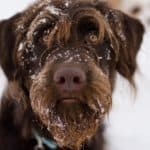 Labradoodle poses with a snow-covered face. To protect your Labradoodle from winter's cold, keep the dog's coat clean and healthy, and consider using a sweater and boots.