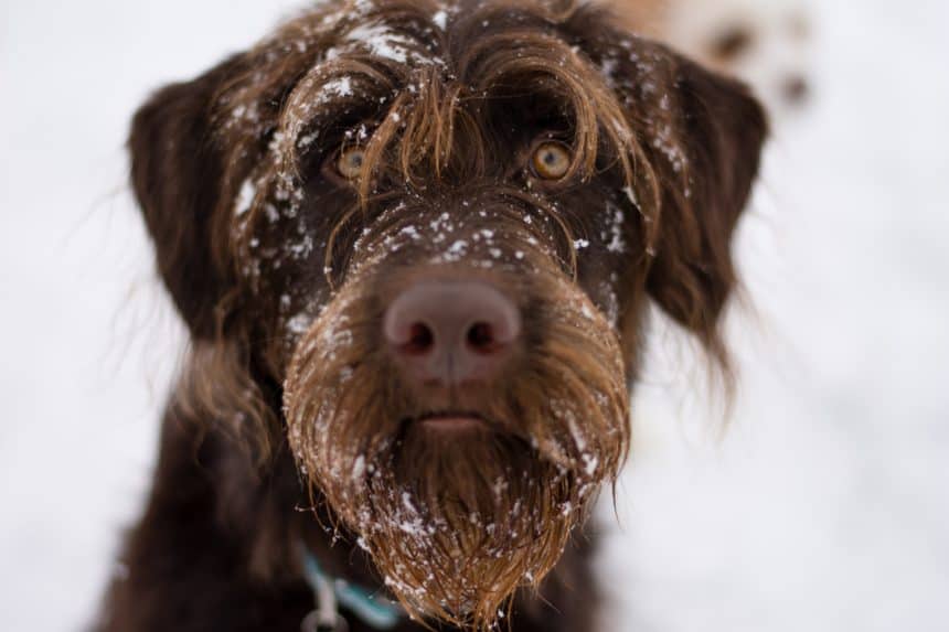 Labradoodle winter care: Keep coat clean and healthy