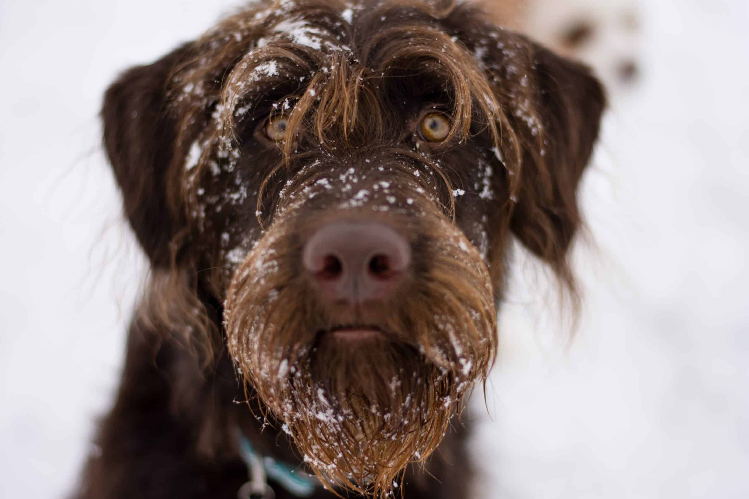 Labradoodle poses with a snow-covered face. To provide Labradoodle winter care to protect your dog from the cold, keep its coat clean and healthy, and use a sweater and boots.