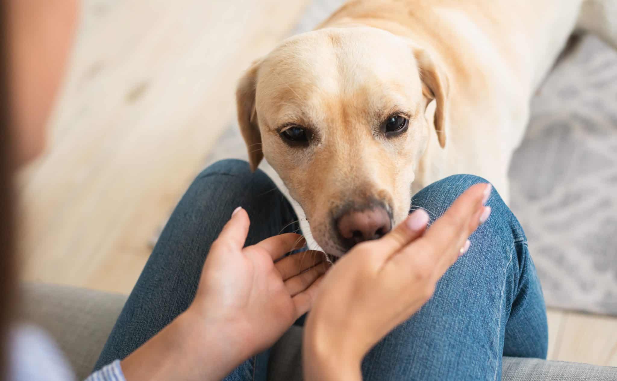 Cancersniffing dogs detect odor signatures from cancer cells