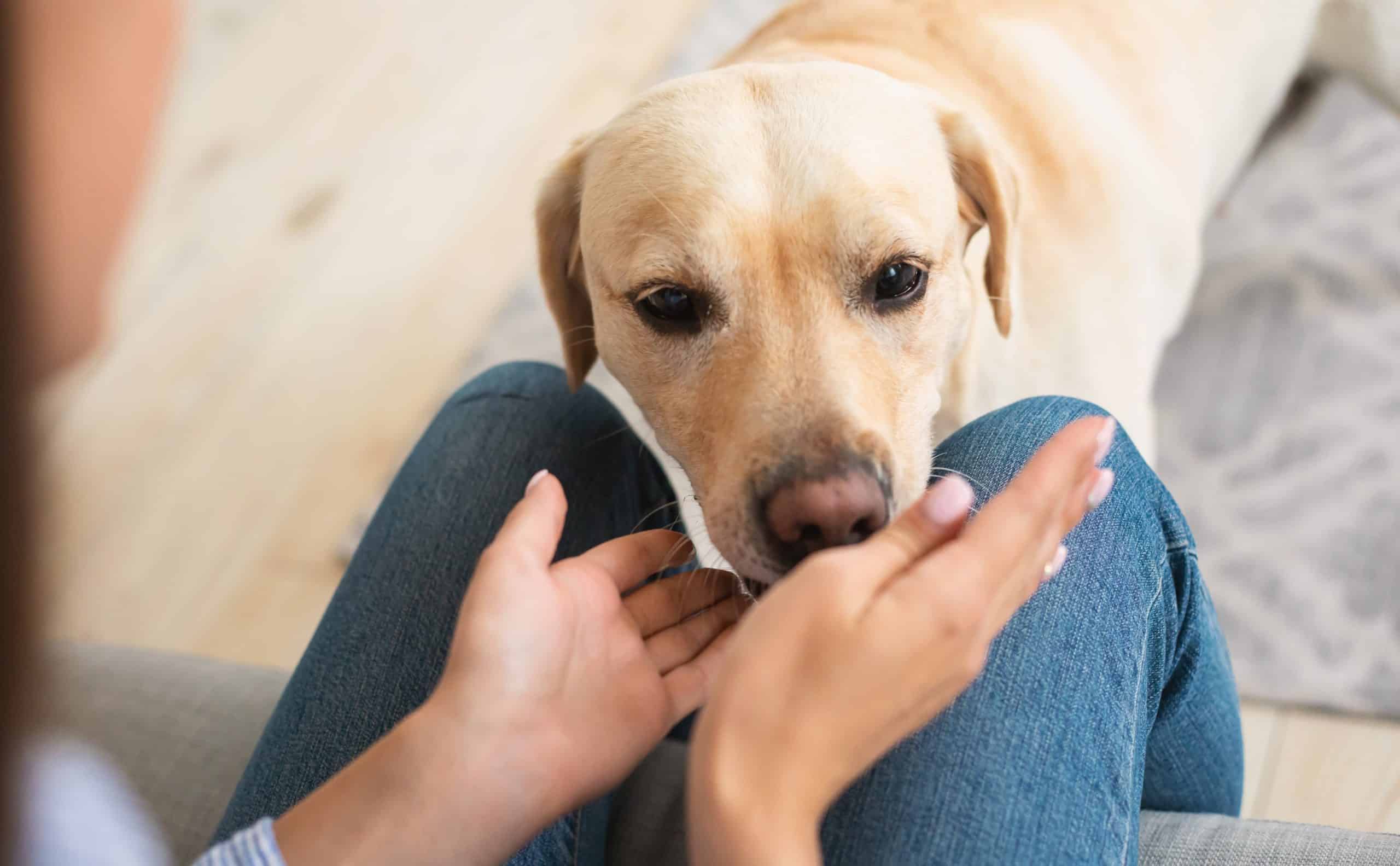 cancer-sniffing-dogs-detect-odor-signatures-from-cancer-cells