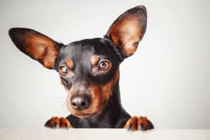 Feeding your miniature pinscher: Choose healthy food, small bites