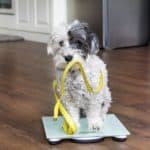 Poodle sits on a scale. Studies show pets' pandemic weight gain fueled by too many treats and not enough exercise. 