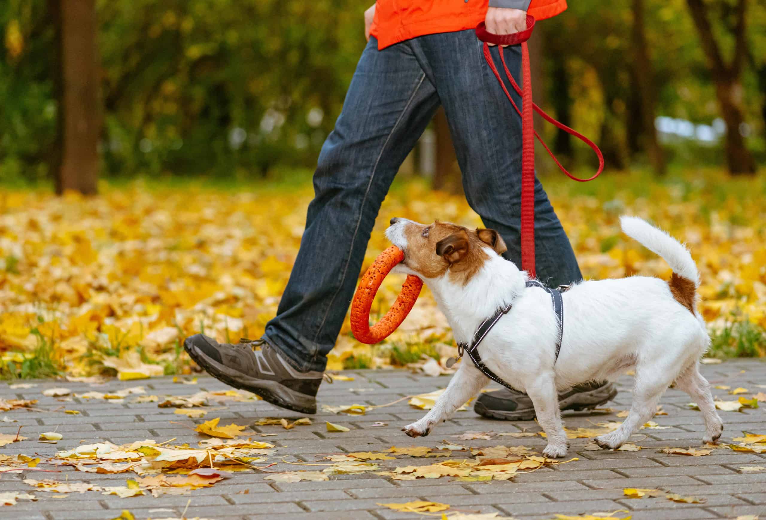Man walks Jack Russell terrier. To determine how much exercise dogs need, start by considering your dog’s age, health, and breed. Then increase the time gradually.