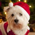 Cute terrier wears a Santa outfit. When traveling with your dog, it's helpful to pack some of their home comforts to keep your pup calm, compliant, and happy.