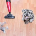 Cute little gray dog sits near vacuum cleaner and pile of loose dog hair. Vacuum your dog to reduce dog shedding.